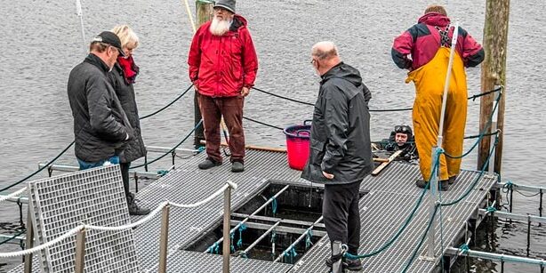 havhøst_maritime_nyttehaver_løgstør_fjordhave